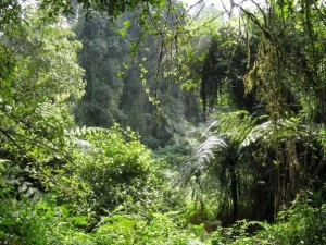 Back-in-the-Rain-Forest