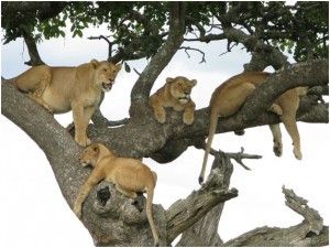 Lake Manyara lions